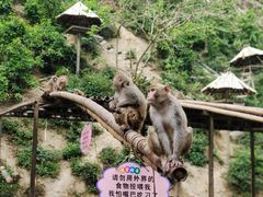 -西双版纳原始森林公园