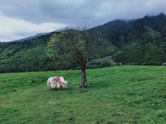 -硗碛藏寨·神木垒景区