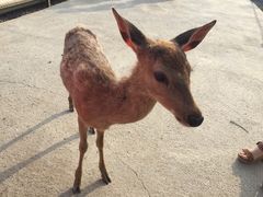 -鹿境梅花鹿生态园区