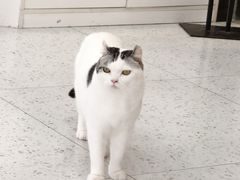 -喵园·猫主题咖啡厅·撸猫·猫咖(国贸店)