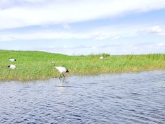 -黑龙江扎龙生态旅游区