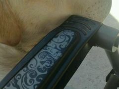 -波姐宠物家庭寄养