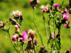 -塞罕坝国家级自然保护区