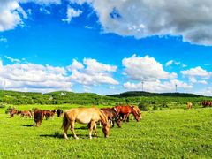 -塞罕坝国家级自然保护区