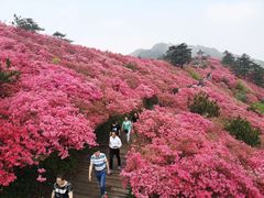 -木兰云雾山