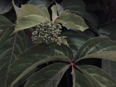 -苏莱特色牛骨滩羊手抓馆(长城东街总店)