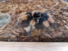 -凯德广场(学府店)