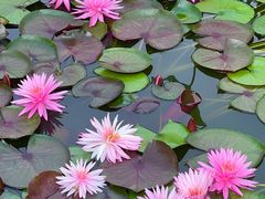 -国家植物园南园