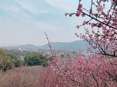 -香雪海