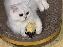 -喵zoo家庭繁育猫舍(尖东智能花园店)