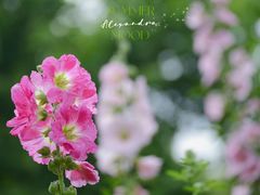 -上海浦东嘉里大酒店