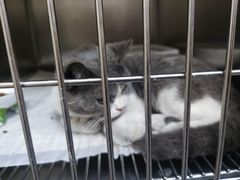 -安安宠医·臻爱宠物医院·宠保定点(营门口路分院)