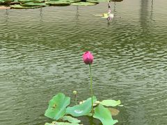 -金陵中学(河西分校)