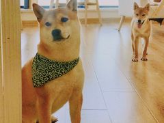 -柴犬小屋·柴餐厅·狗咖食堂(金鼎广场店)