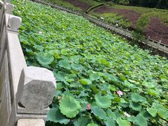 -中山市树木园