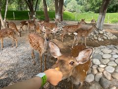 -北京野生动物园