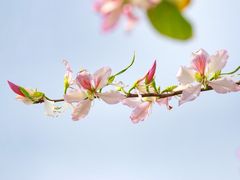 -香蜜公园