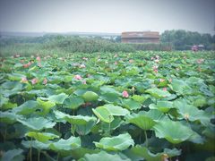 -荷塘月色湿地公园·向阳花洲