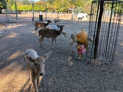 -北京麋鹿生态实验中心