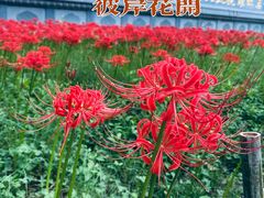 -西安大兴善寺