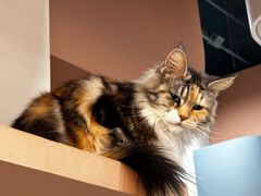 -Honey Bacca 哈尼芭卡高端萌宠(朝阳大悦城店)