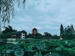-桂湖森林公园