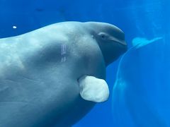-海合安成都极地海洋公园