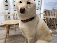 -柴迷FANS CLUB·柴犬狗咖·猫咖