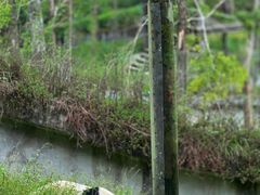 -中国大熊猫保护研究中心雅安碧峰峡基地
