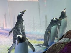 -芜湖新华联大白鲸海洋公园