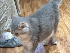 -MOCHA明星猫咖(田子坊店)