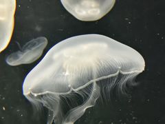 -大阪海游馆