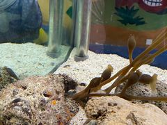 -太平洋海底世界