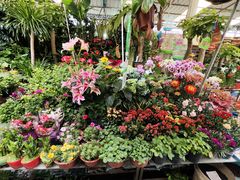 -曲阳花鸟市场(曲阳路店)
