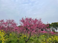 -南汇桃花村