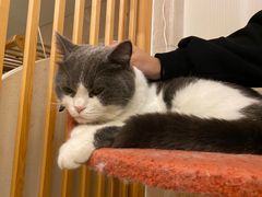 -Catmate·猫肥家润(金润铂宫店)