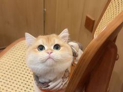 -爱佳宠物中心医院24H·CT·骨外科·猫专科(瑶海万达店)