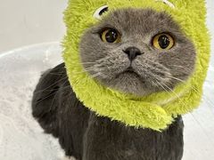 -momokira米努特·德文卷毛猫·棉花面纱犬