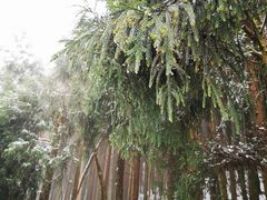 -武陵山森林公园