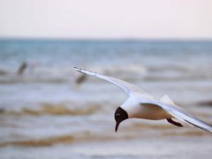 -金梦海湾浴场