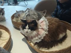 -怪兽屋·羊驼·猫咖·狗咖(俊华广场店)