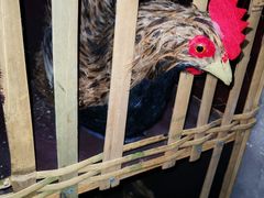 -移动谜城·大笨象密室逃脱(五棵松店)