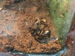 -上海大自然野生昆虫馆(东方明珠·爬宠昆虫探索中心)