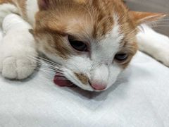 -嘉馨宠物医院·CT影像转诊·心脏科·犬猫全科诊疗中心(下沙大学城院区)