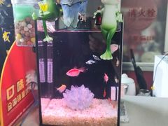 -中环花鸟鱼虫市场