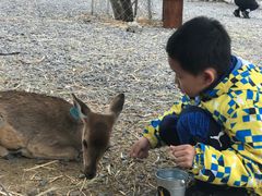 -鹿境梅花鹿生态园区