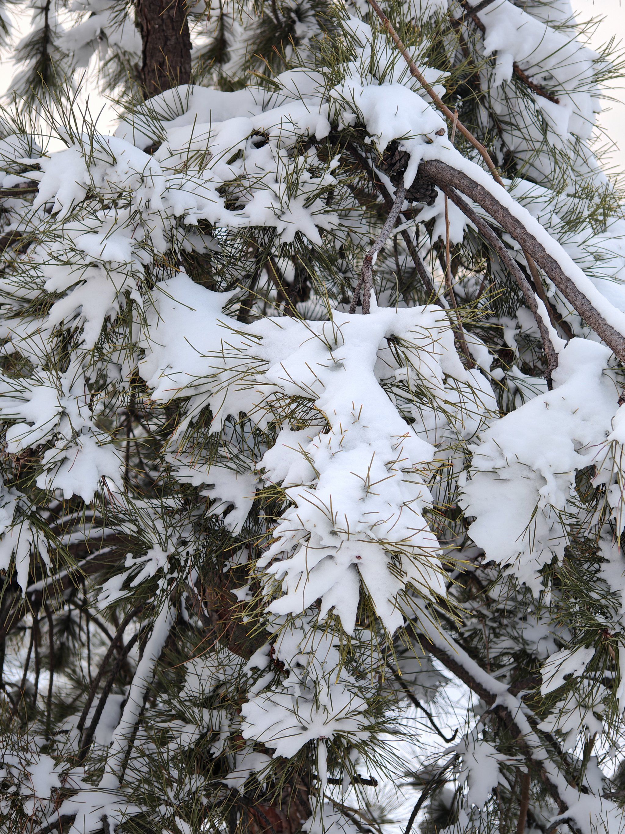 月初去了一次绿心公园的冰雪嘉年华玩雪,想着周六日带孩子在去一次