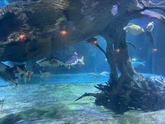 -华夏文旅海洋公园