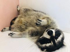 -浣熊柯尔鸭土拨鼠·电玩咖