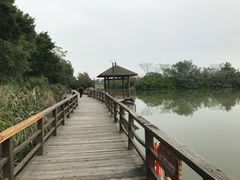 -大湾区中央湿地公园